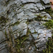 Der Phyllitfelsen am Felsenweg 5 Ellefeld – ein Zeitzeuge vom Rand des Urkontinentes Gondwana