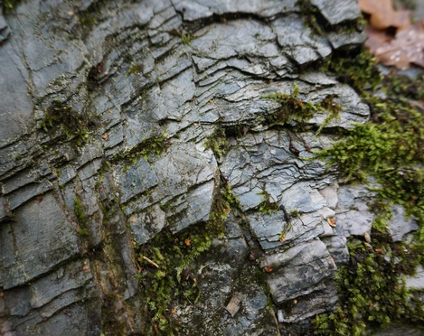 Der Phyllitfelsen am Felsenweg 5 Ellefeld – ein Zeitzeuge vom Rand des Urkontinentes Gondwana