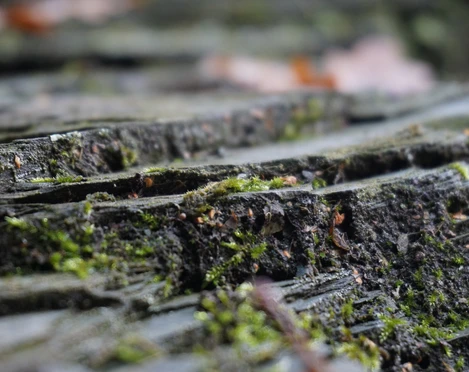 Der Phyllitfelsen am Felsenweg 5 Ellefeld - ganz nah dran