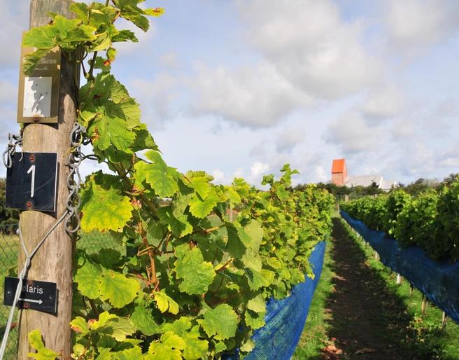 Ress Weinberg_c_Balthasar Ress.JPG