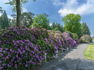Rhododendren