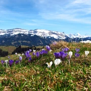 Krokusse auf Rämisgummen – Im Hintergrund die verschneite Schratteflue und Berner Alpen