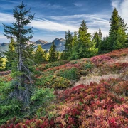 Fantastische Aussicht im herbstlichen Moor auf der Haglere in Sörenberg.