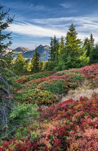 Fantastische Aussicht im herbstlichen Moor auf der Haglere in Sörenberg.