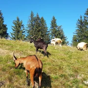 Ziegenherde auf dem Napf