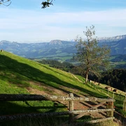 Esel auf der Alp Oberänzi