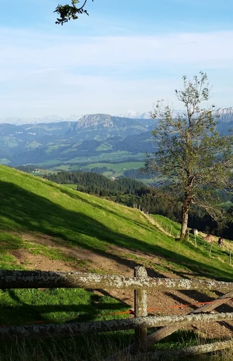 Esel auf der Alp Oberänzi