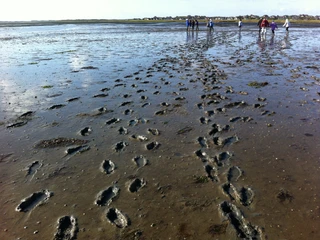 Fussspuren im Watt vor Rantum.JPG