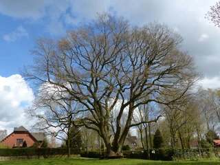 heide-stadtmarketing-poi-dorfeiche-ostrohe-vhe-05.jpg