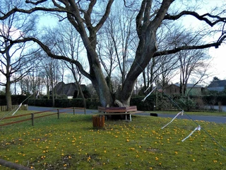 heide-stadtmarketing-poi-dorfeiche-ostrohe-vhe-06.jpg