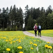 leuchtende Maiblumenwiesen