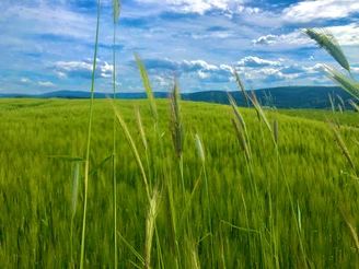 Blick vom Emmlerweg Richtung Fichtelberg und Oberbecken Markersbach