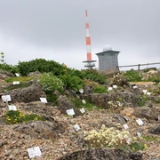 Brockengarten_MandyGebara.JPG