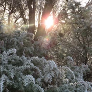 winter-lueneburger-heide-bispingen.jpg Frost im Naturschutzgebiet Lüneburger Heide
