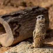 Erdmännchen - Wildpark Hardegsen