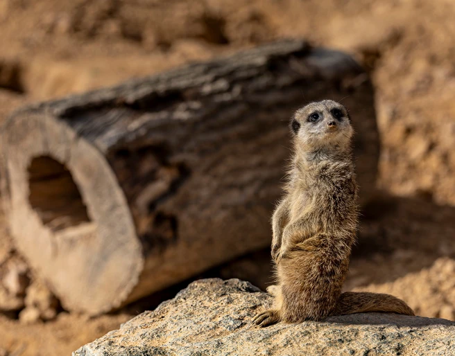 Erdmännchen - Wildpark Hardegsen