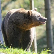 Im Wolf- und Bärenpark