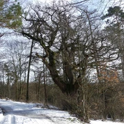 Beck-Eiche im Schnee