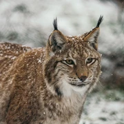 Luchs im Winter