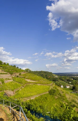Wanderliebling RebkulTOUR in Radebeul Radebeul Weinhänge