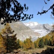 Wanderung von der Riederalp durch den Aletschwald zu den Chatzulechern