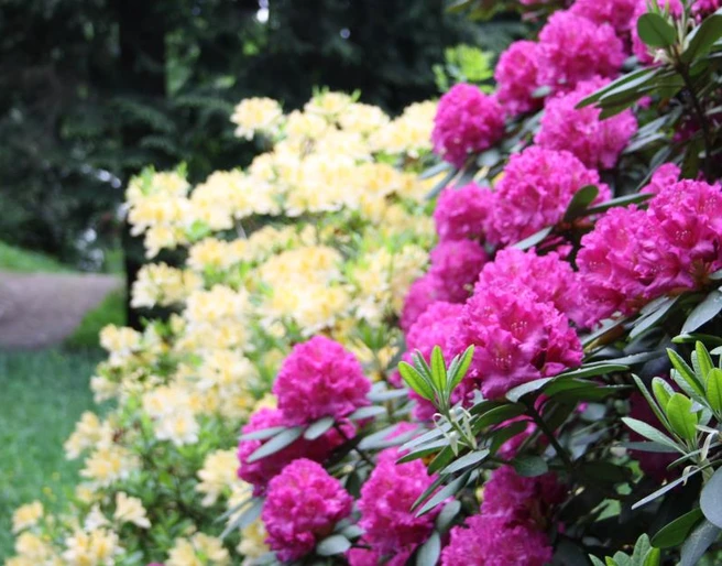 Blütenpracht auf dem Hutberg