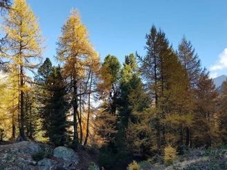 Rundwanderung von der Riederalp via Grünsee, Silbersand und zurück