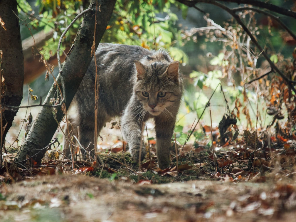20180909_Wildkatze02_SebastianBerbalk.jpg