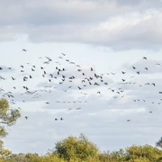 Vogelzug im Biosphärenreservat Niedersächsische Elbtalaue Vogelzug im Biosphärenreservat Niedersächsische Elbtalaue