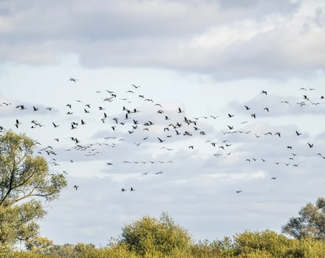 Vogelzug im Biosphärenreservat Niedersächsische Elbtalaue Vogelzug im Biosphärenreservat Niedersächsische Elbtalaue