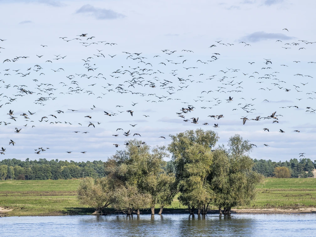 Fugletræk på Elben i Radegast (Bleckede) Vogelzug an der Elbe im Bleckeder Ortsteil Radegast im Biosphärenreservat Niedersächsische Elbtalaue.Bird migration on the Elbe in the Bleckede district of Radegast in the Lower Saxony Elbe Valley Biosphere Reserve.Migration des oiseaux le long de l'Elbe dans le quartier de Radegast à Blecked, dans la réserve de biosphère de la vallée de l'Elbe en Basse-Saxe.Vogeltrek op de Elbe in het Bleckede district Radegast in het Niedersächsische Elbe Valley Biosphere Reserve.