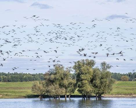 Fugletræk på Elben i Radegast (Bleckede) Vogelzug an der Elbe im Bleckeder Ortsteil Radegast im Biosphärenreservat Niedersächsische Elbtalaue.Bird migration on the Elbe in the Bleckede district of Radegast in the Lower Saxony Elbe Valley Biosphere Reserve.Migration des oiseaux le long de l'Elbe dans le quartier de Radegast à Blecked, dans la réserve de biosphère de la vallée de l'Elbe en Basse-Saxe.Vogeltrek op de Elbe in het Bleckede district Radegast in het Niedersächsische Elbe Valley Biosphere Reserve.