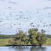 Vogeltrek op de Elbe in Radegast (Bleckede) Vogelzug an der Elbe im Bleckeder Ortsteil Radegast im Biosphärenreservat Niedersächsische Elbtalaue.Bird migration on the Elbe in the Bleckede district of Radegast in the Lower Saxony Elbe Valley Biosphere Reserve.Migration des oiseaux le long de l'Elbe dans le quartier de Radegast à Blecked, dans la réserve de biosphère de la vallée de l'Elbe en Basse-Saxe.Vogeltrek op de Elbe in het Bleckede district Radegast in het Niedersächsische Elbe Valley Biosphere Reserve.