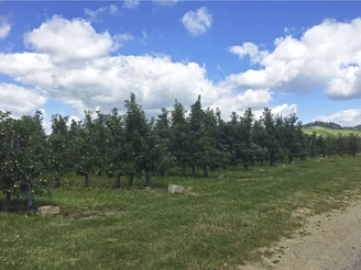 Obstplantagen im Renchtal