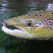 Der erste Murglachs - Porträt.