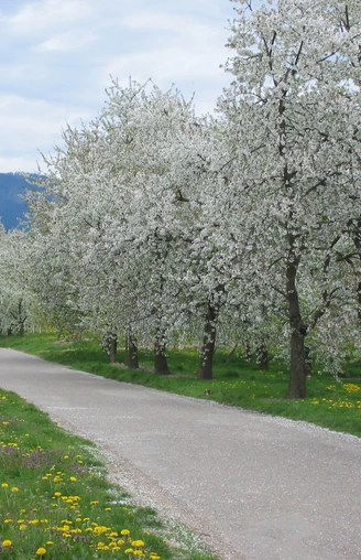 Kirschblüte Mösbach