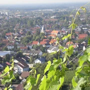 Blick von weit Oben auf Oberachern, mittig Kirche, im Vordergrund grüne Blätter von Weinreben.