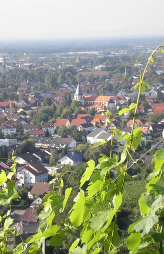 Blick von weit Oben auf Oberachern, mittig Kirche, im Vordergrund grüne Blätter von Weinreben.