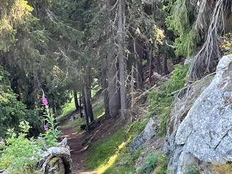 Salwald-Brischeru
