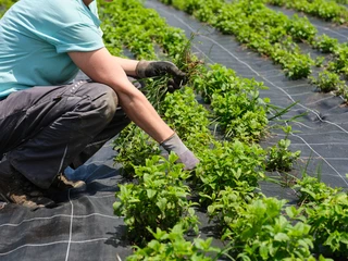 Pick and sort fresh herbs by hand in the herb field.