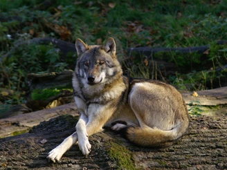 Wolf im Wildpark Neuhaus