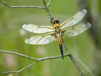 Schwarze Heidelibelle