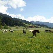 The horses in the meadow in Marbach