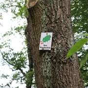 Ein Baumstamm trägt ein Schild mit der Aufschrift "Ilex Wanderweg", verziert mit einem Stechpalmenblatt.