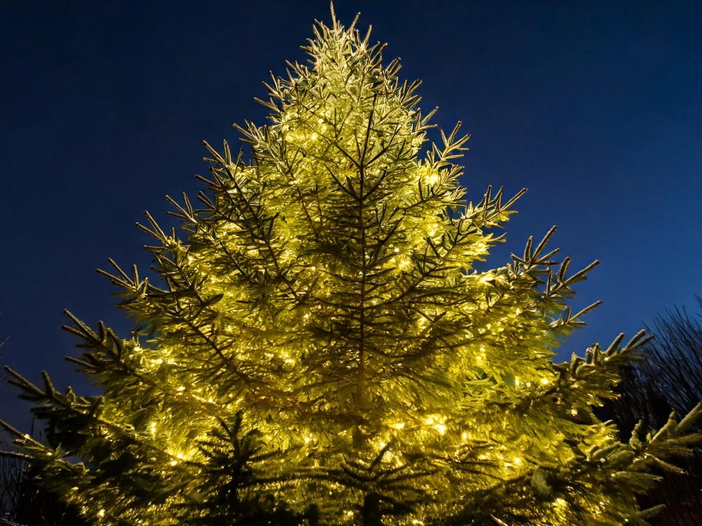 Firefly Nahaufnahme eines beleuchteten Weihnachtsbaums ohne Schmuck 31265.jpg