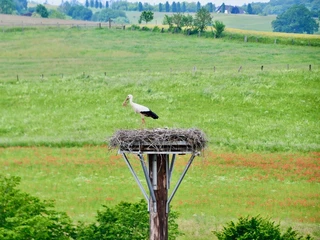 störche_ovenhausen_c_ralflueke (1).jpeg Storch im Storchennest