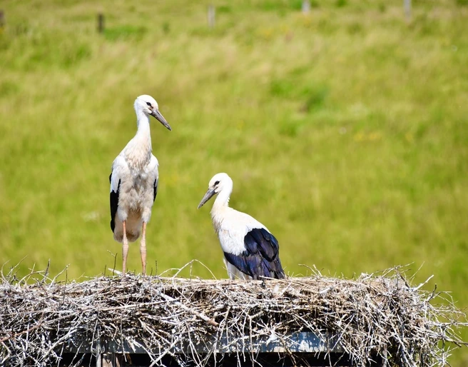 störche_ovenhausen_c_ralflueke (5).jpeg Zwei Störche im Storchennest