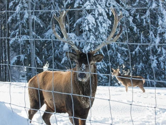Hirsch in Wildegehege Sankenbach