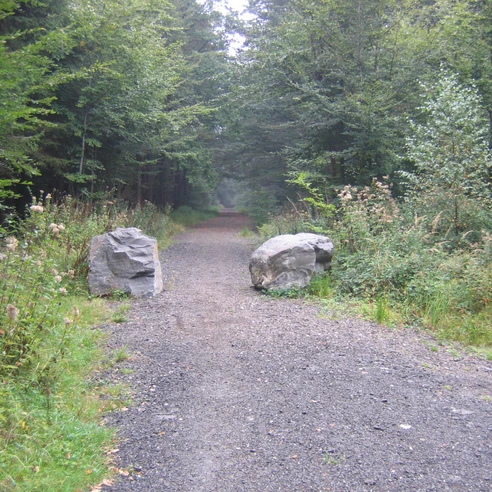 Waldweg durch die Nutscheid