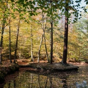 Rheinbacher Wald